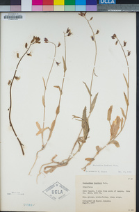 Caulanthus coulteri image