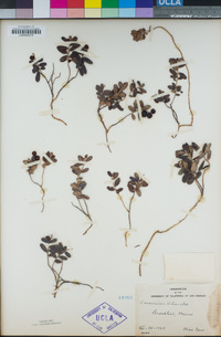 Vaccinium vitis-idaea image