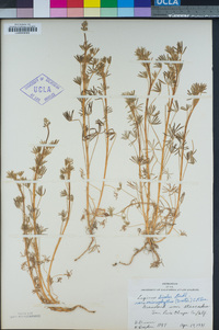 Lupinus bicolor image