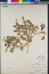 Lupinus concinnus image