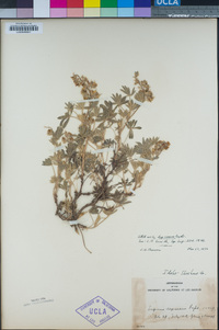 Lupinus depressus image