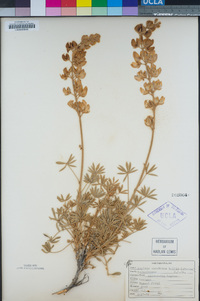 Lupinus albifrons image