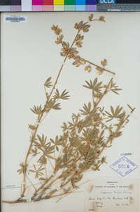 Lupinus albifrons var. hallii image