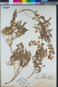 Lupinus latifolius image