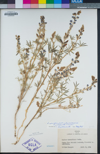 Lupinus sparsiflorus subsp. mohavensis image