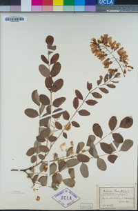 Robinia pseudoacacia image