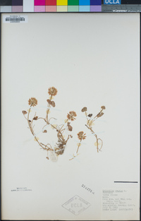 Trifolium repens image