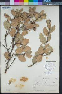 Quercus agrifolia image