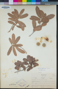 Quercus engelmannii image