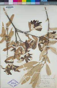 Image of Lithocarpus korthalsii