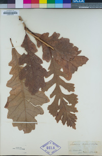 Quercus macrocarpa image