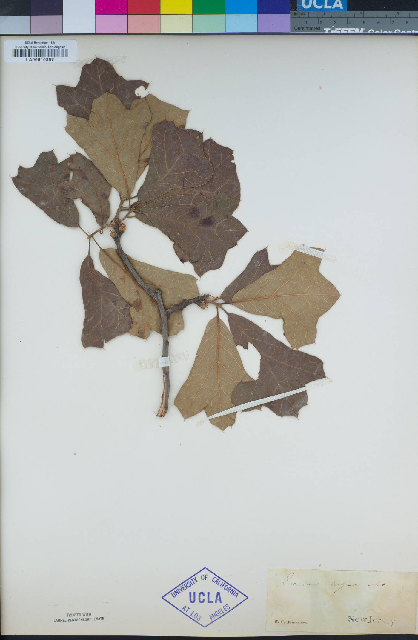 Quercus petraea subsp. polycarpa image