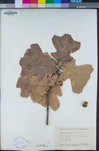 Quercus marilandica image