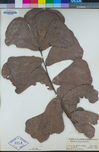 Quercus marilandica image