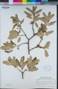 Quercus X subconvexa image