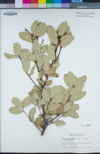 Quercus wislizeni image