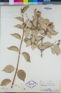 Philadelphus lewisii image