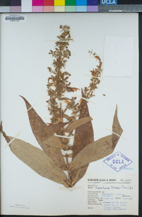 Lepechinia nelsonii image