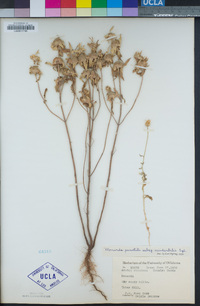 Monarda punctata image