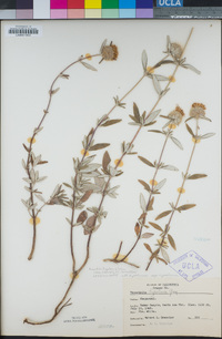 Monardella hypoleuca image