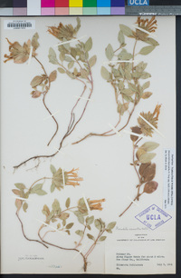 Monardella macrantha image