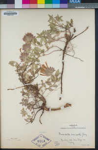 Monardella macrantha image