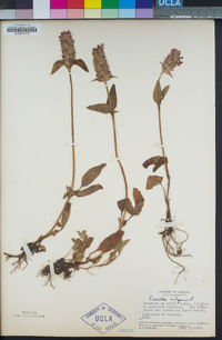 Prunella vulgaris image