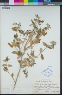 Salvia ballotiflora image