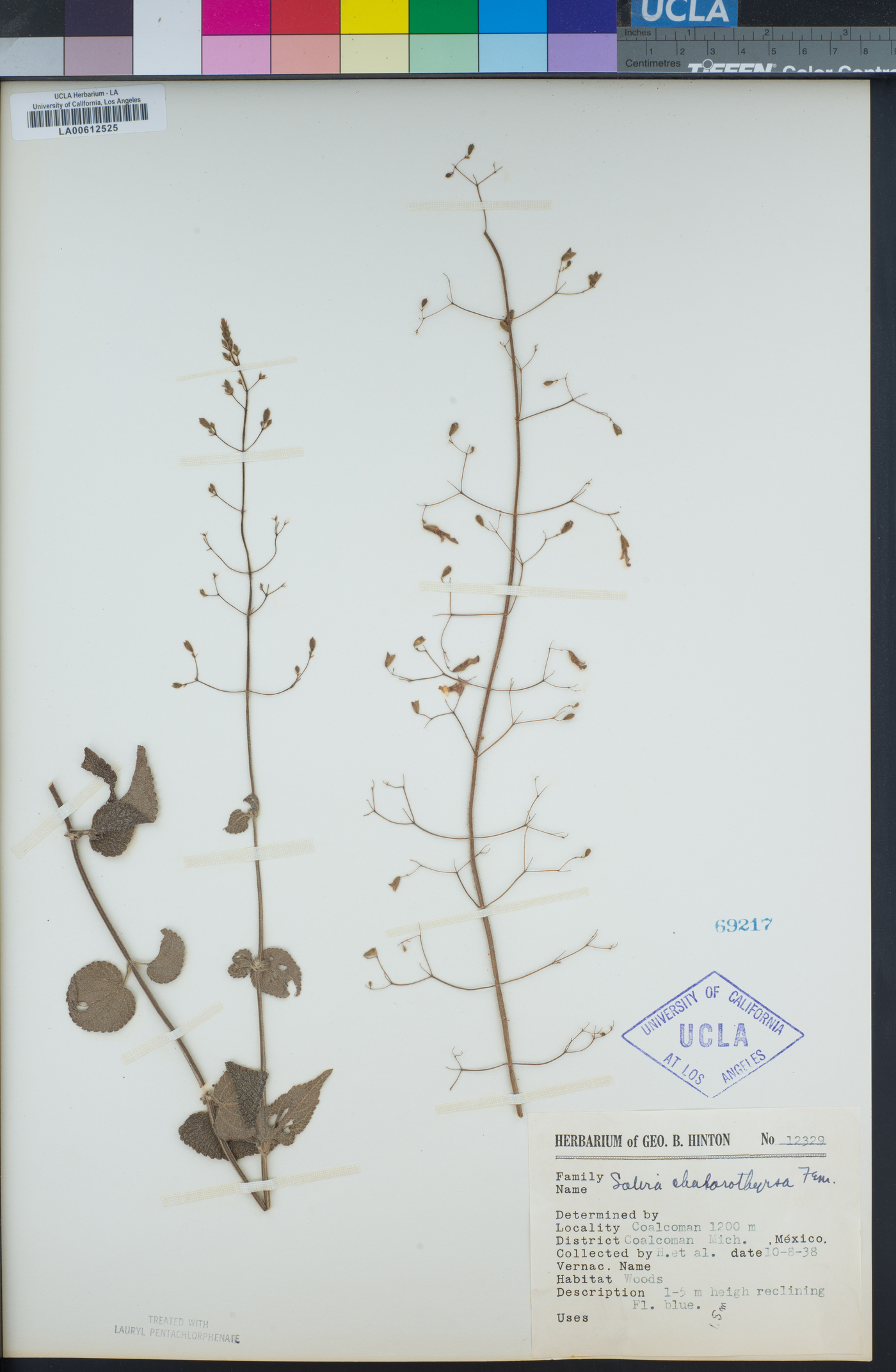 Salvia chalarothyrsa image