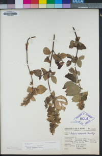 Salvia compacta image