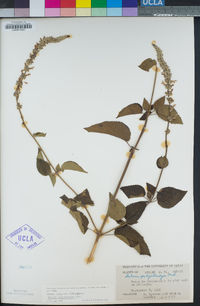 Salvia polystachya image