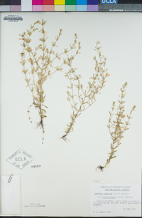 Clinopodium glabrum image