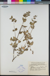 Scutellaria caerulea image