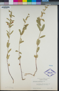 Scutellaria californica image