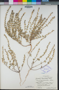 Scutellaria drummondii image