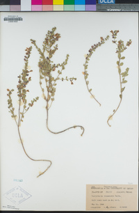 Scutellaria drummondii image