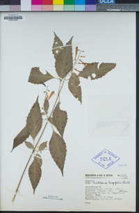 Image of Scutellaria longifolia