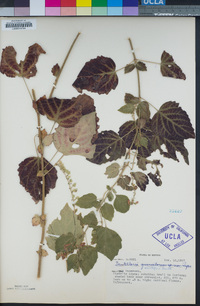 Image of Scutellaria multiflora