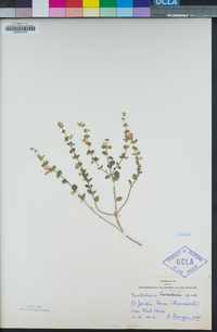Image of Scutellaria muriculata