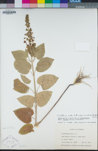 Scutellaria ovata image