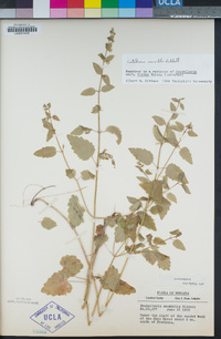 Image of Scutellaria saxatilis