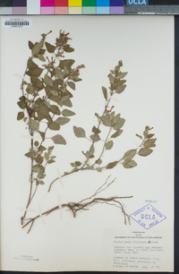 Image of Scutellaria seleriana