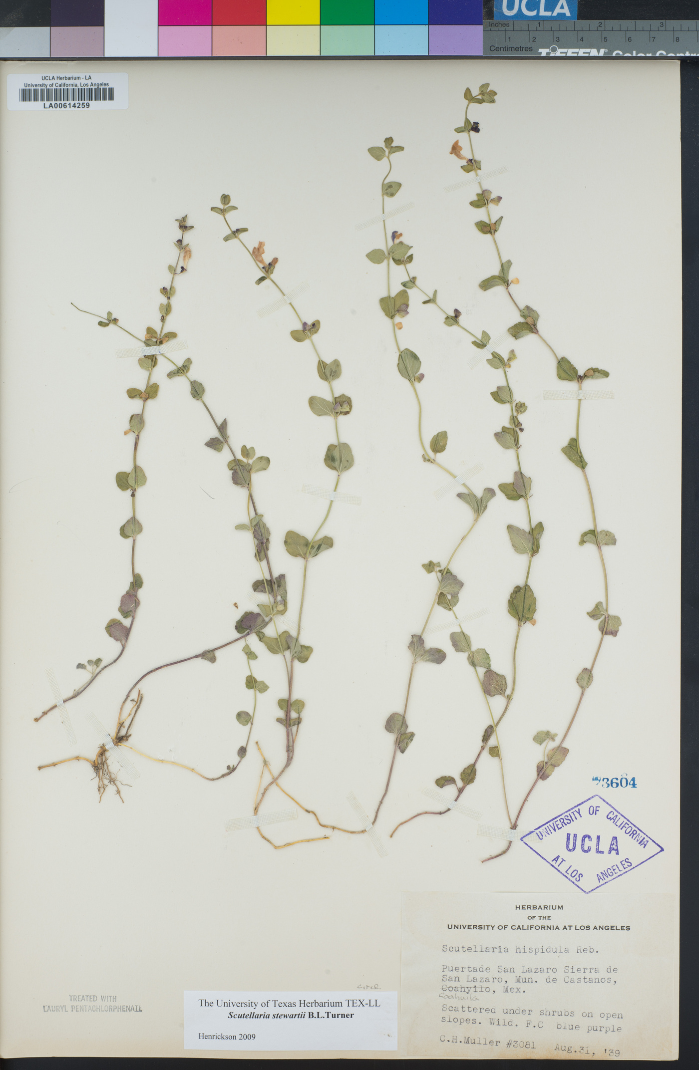 Scutellaria stewartii image
