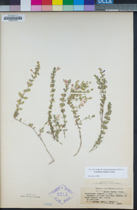 Scutellaria wrightii image