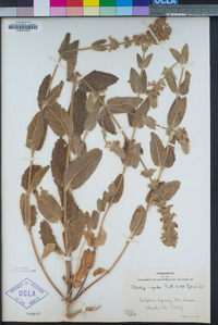 Stachys rigida image