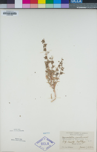 Trichostema lanceolatum image