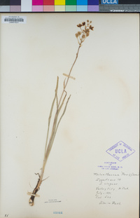 Anticlea elegans image