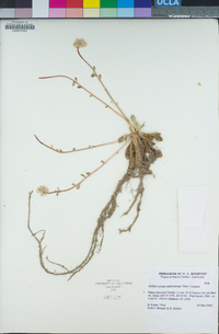 Calyptridium umbellatum image