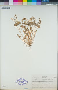 Claytonia perfoliata image