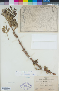 Fraxinus latifolia image